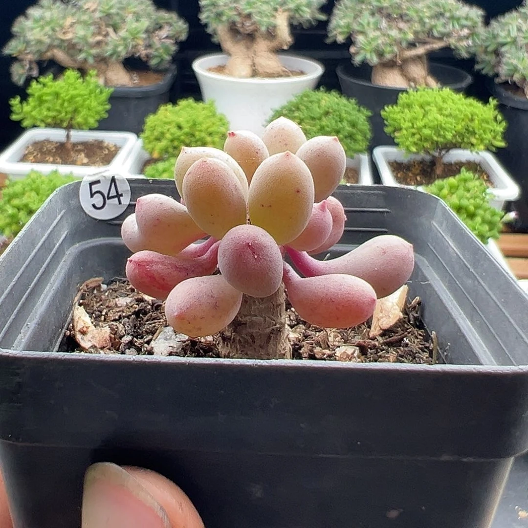 54号卡拉菲厚蹲橘6.24多肉