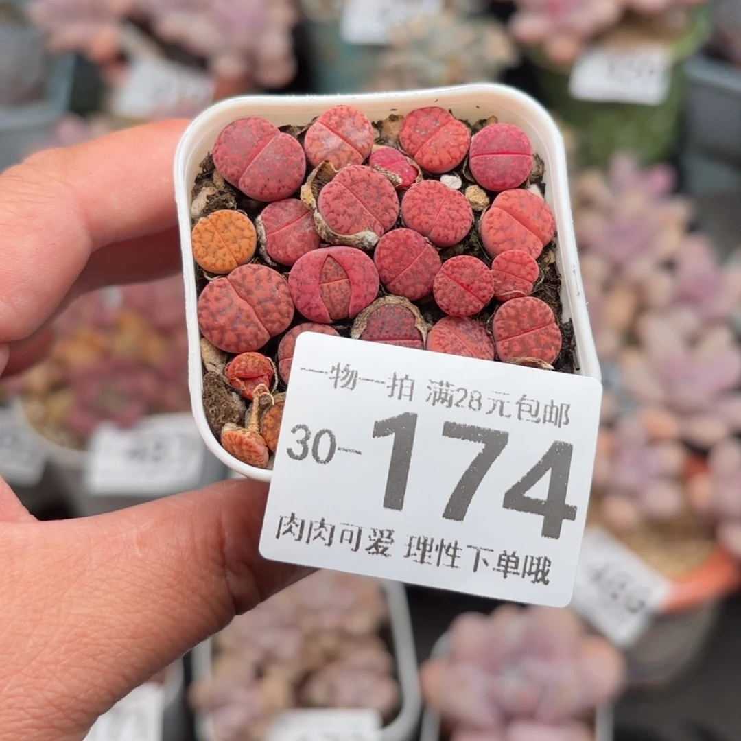 生石花多肉多肉多多