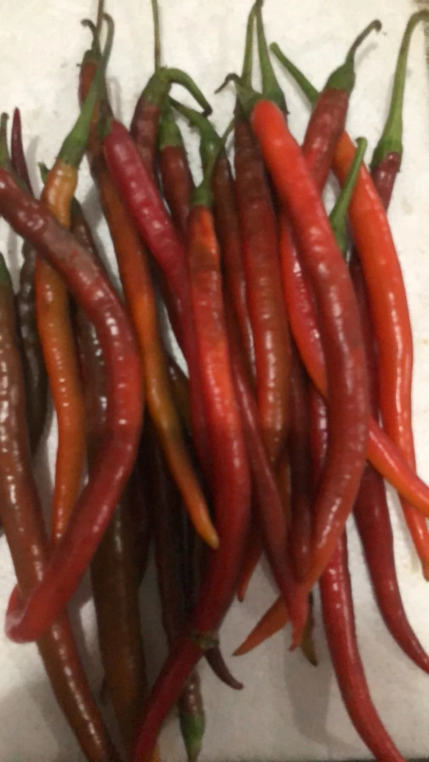 紫红线椒农家自种土辣椒