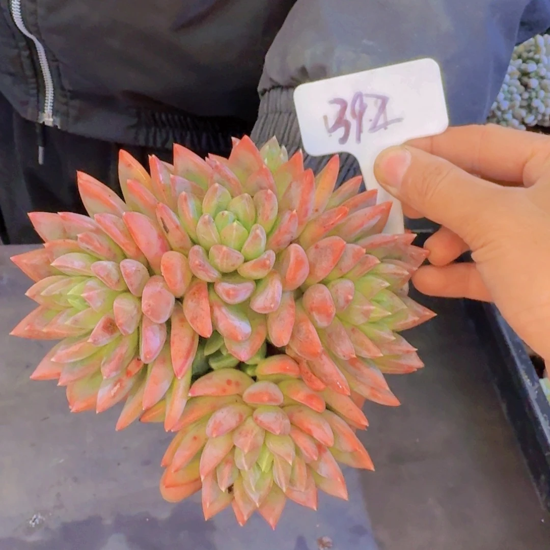 多肉植物的生长发育和