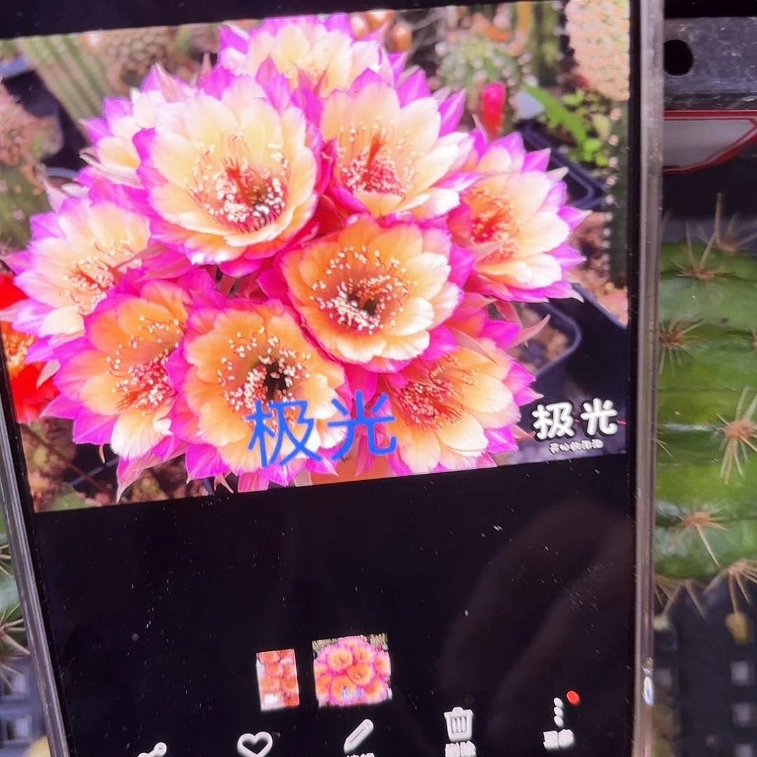极光的5丽花4 公分侧牙20包邮10