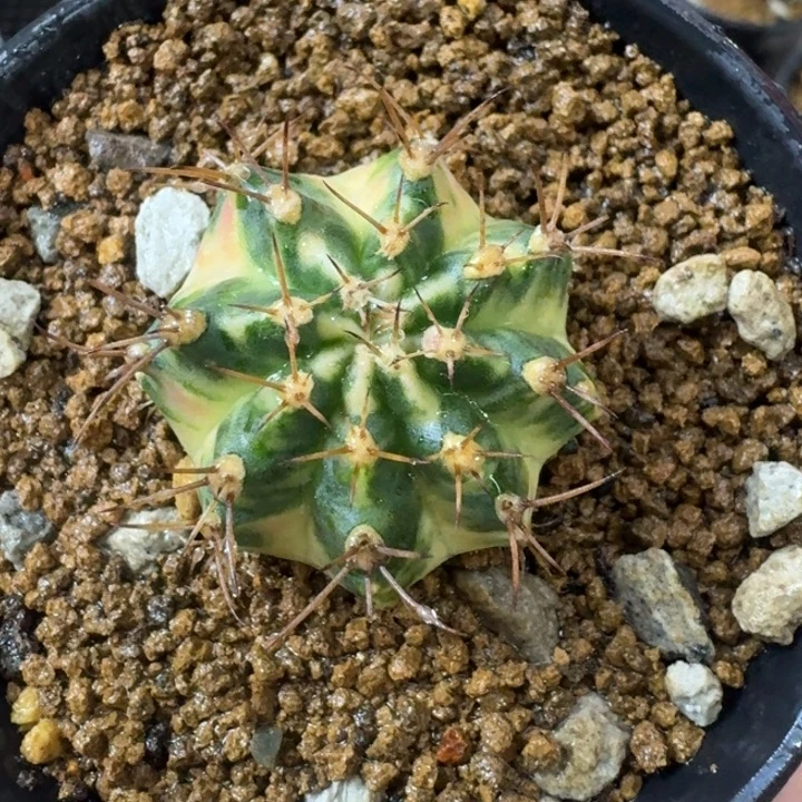 好看米哈锦福利漏