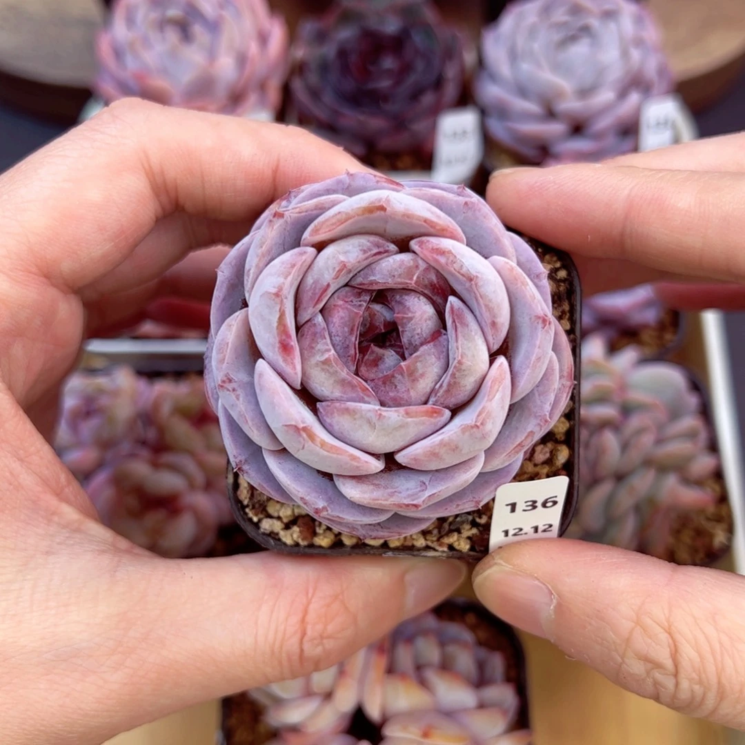 好好看136、哈哈哈哈