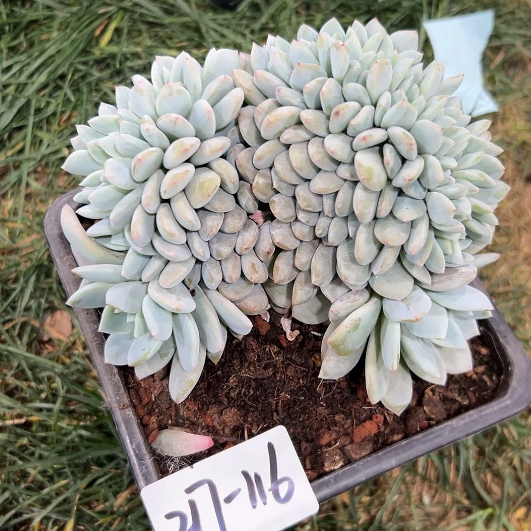 217-116叶插橙子缀化多肉