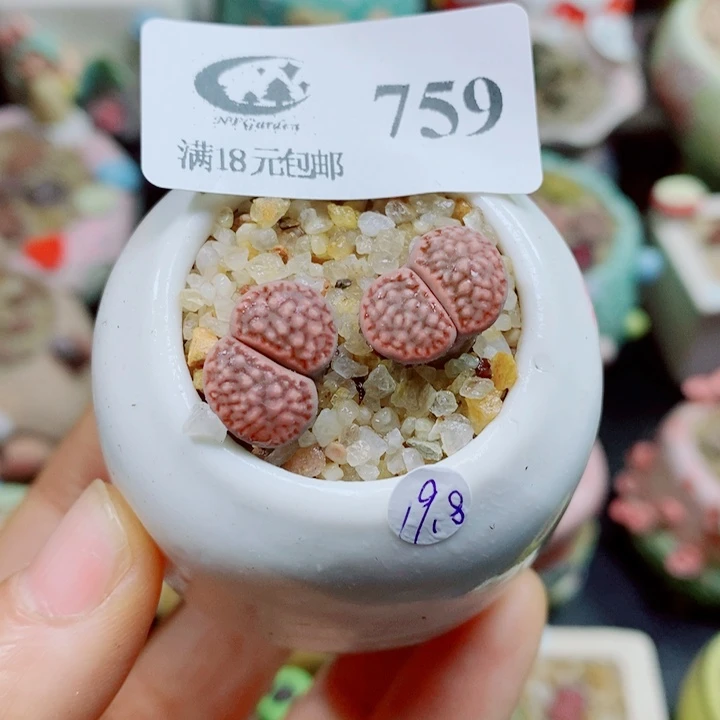 生石花花花花花花花759