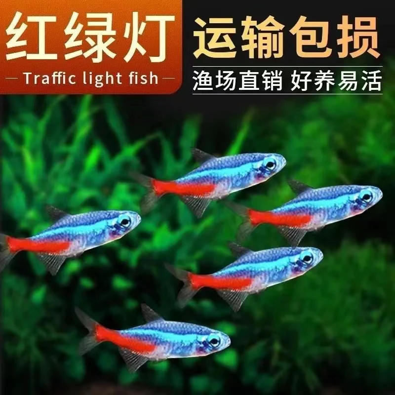 红绿灯鱼小型热带鱼水温24-26度草缸群游新手耐活好养