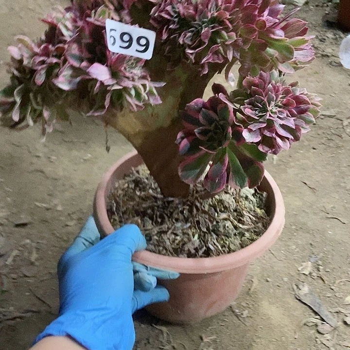 699粉女妖缀化老板子