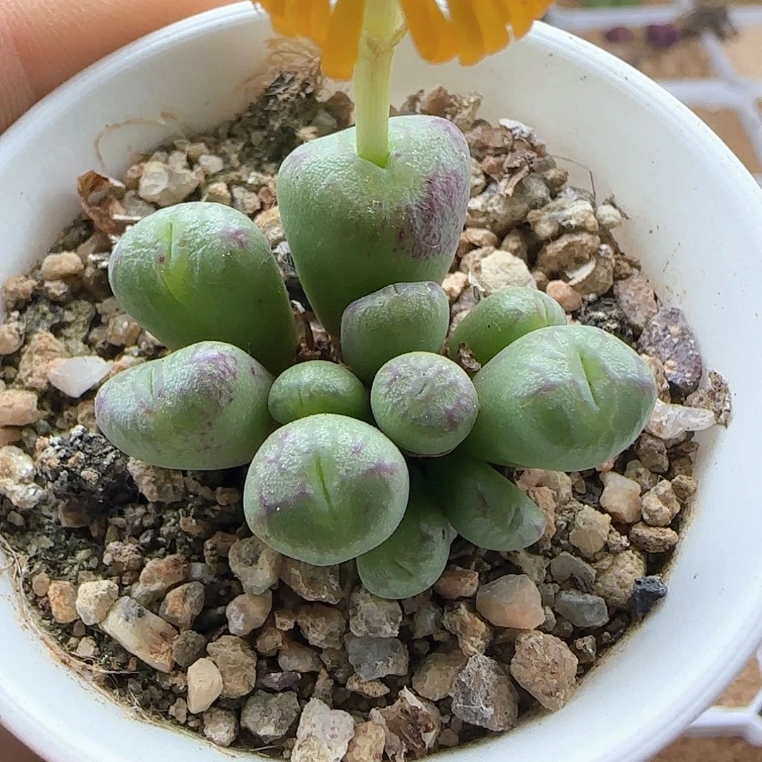 大家下午安康41429