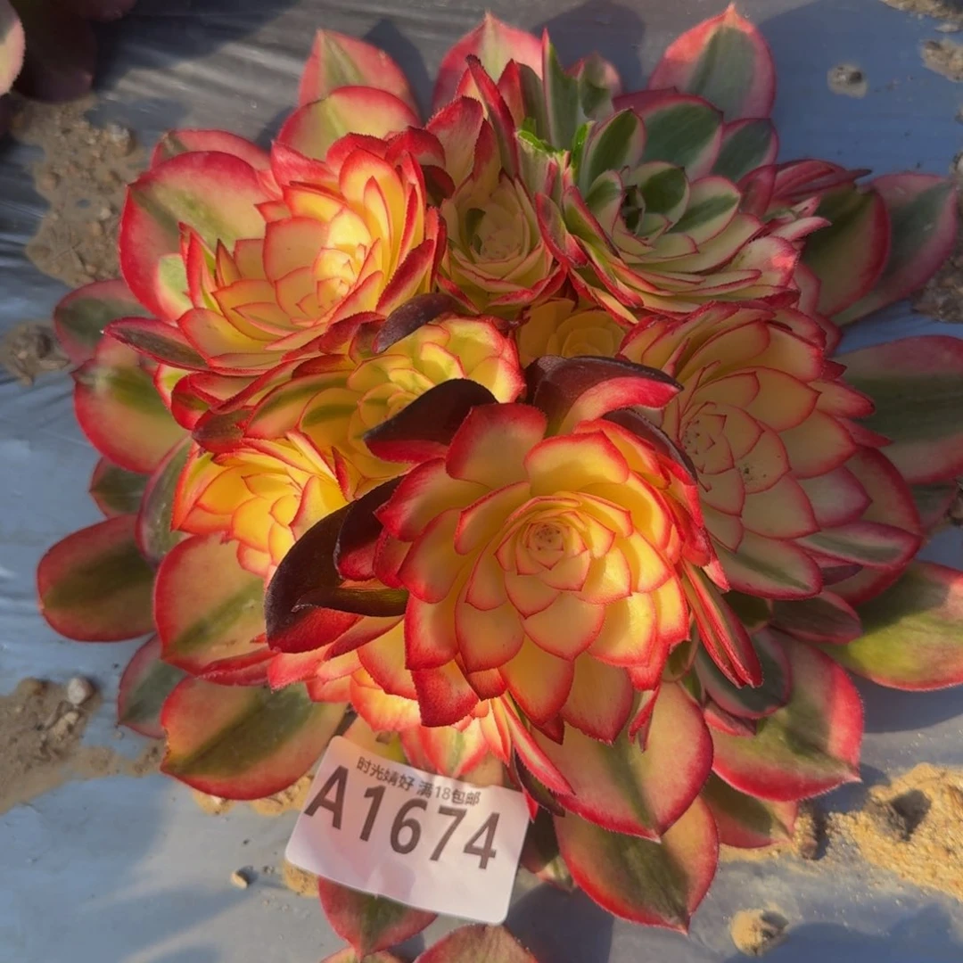 1674荔枝。 多肉植物