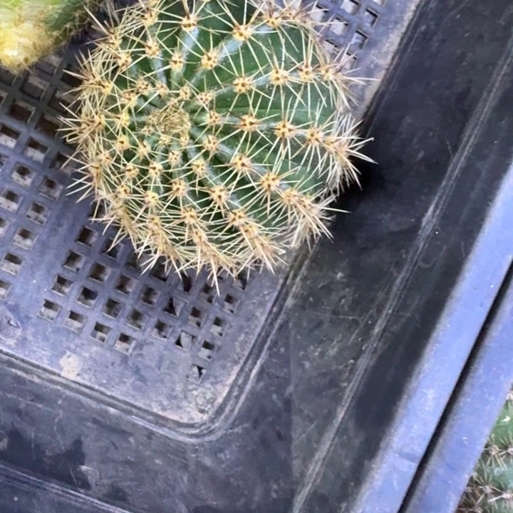 213彩草127歪4公分左右无根侧牙，20包邮