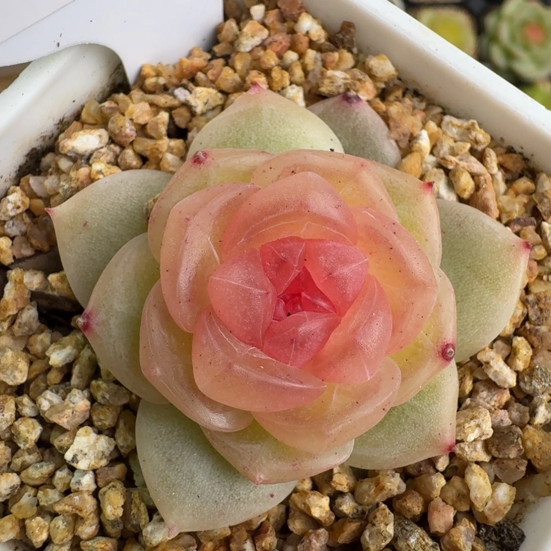 102-追月单头一颗