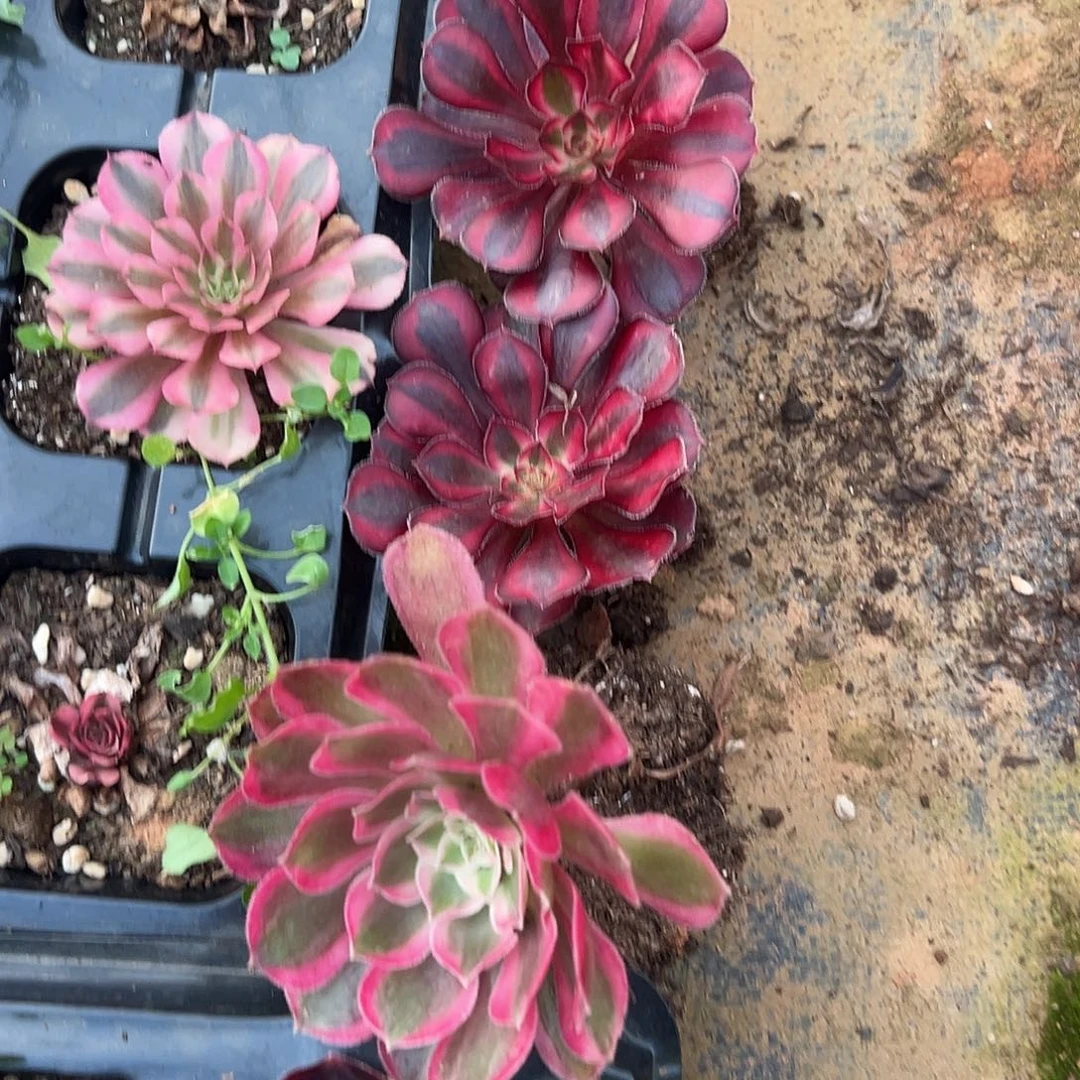 段***）精品多肉植物丽娜