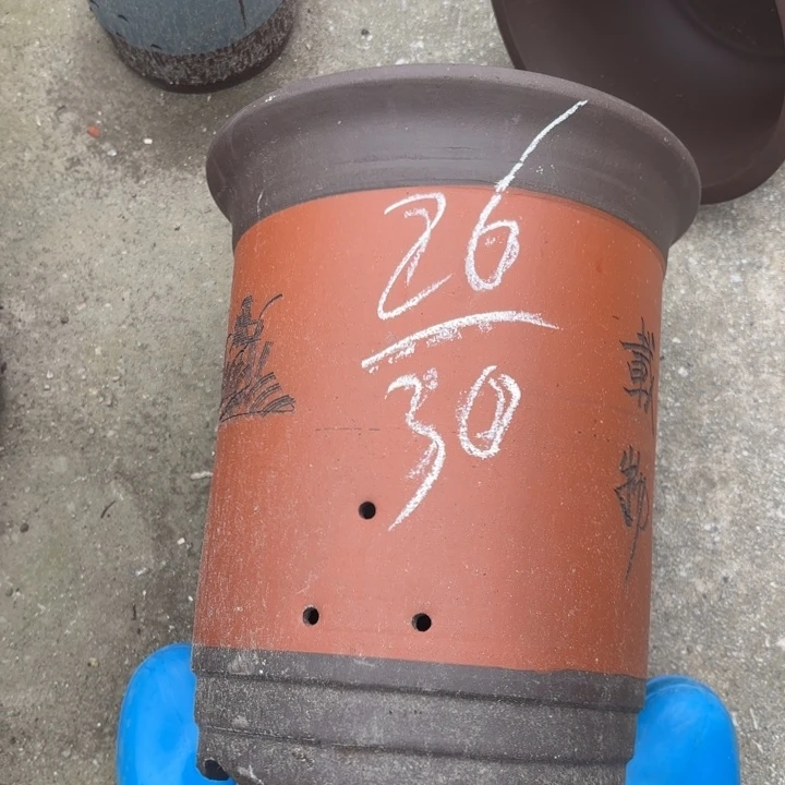 花盆紫砂紫砂的花