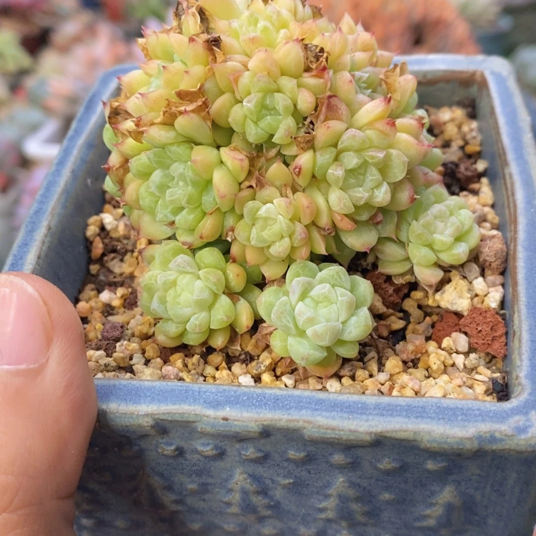 宝石控养小群一物一拍