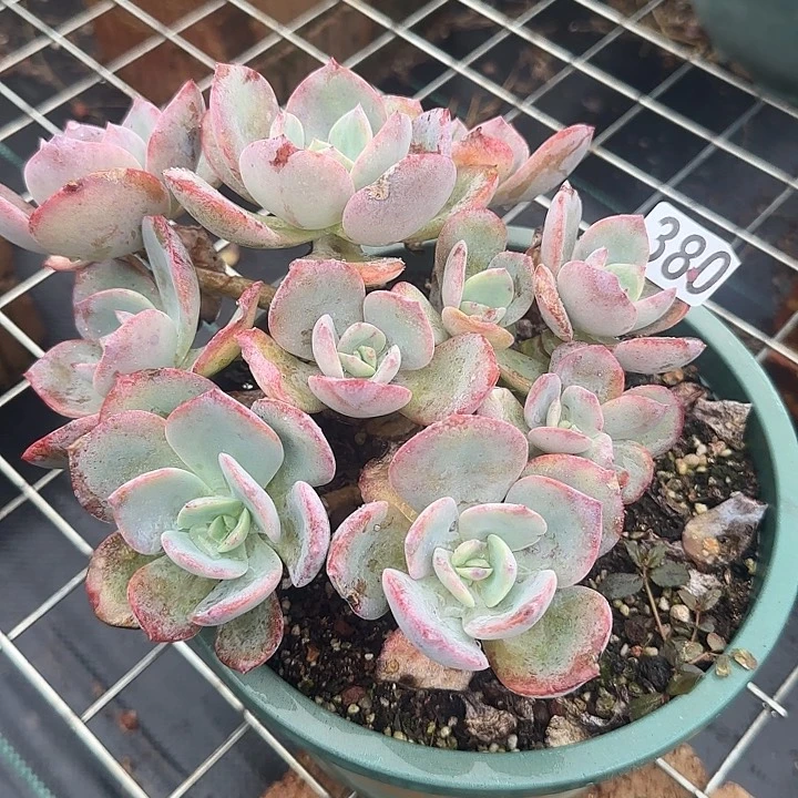 m**o380不售后白凤脱土发货不退不换