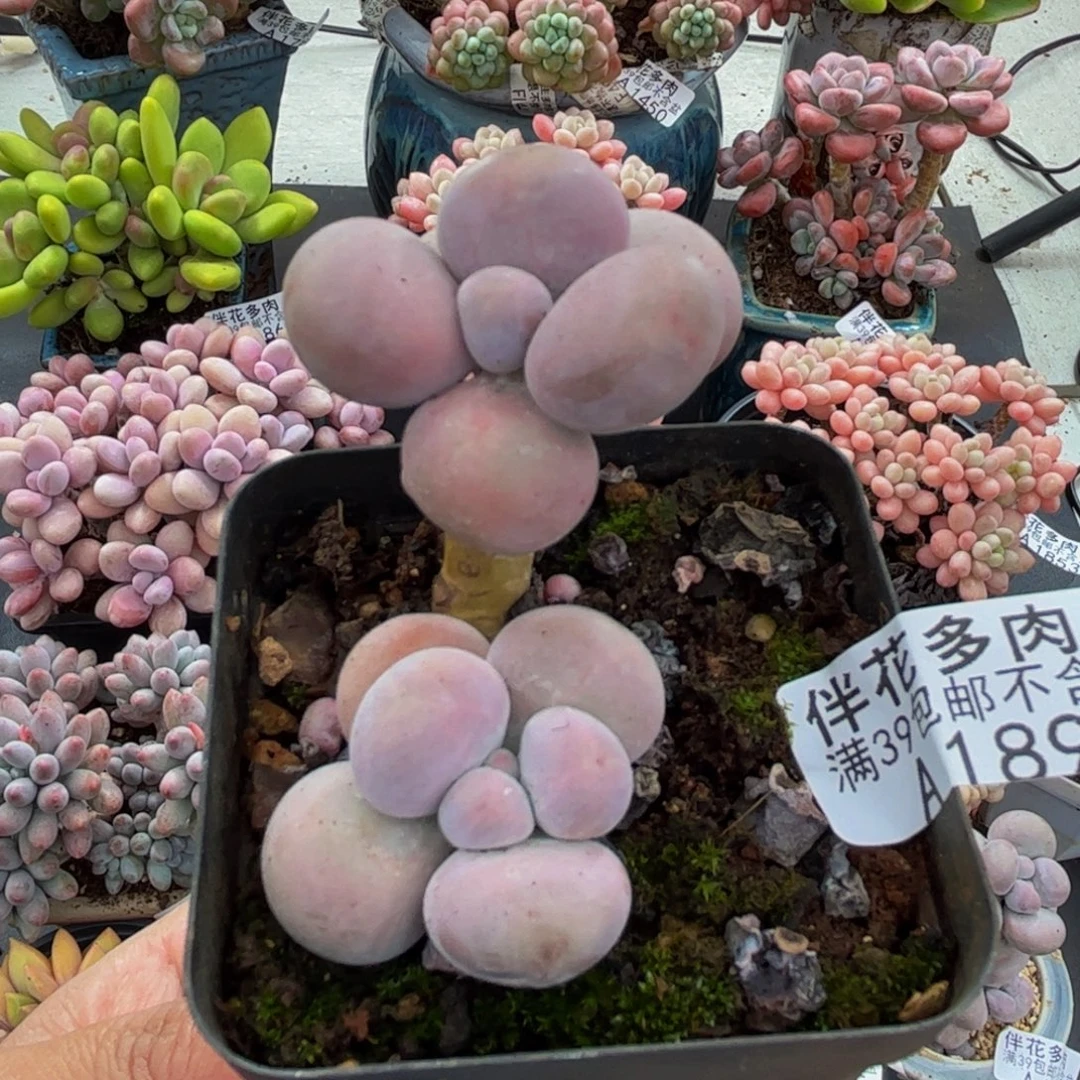 1892芭比奶酪4cm多肉