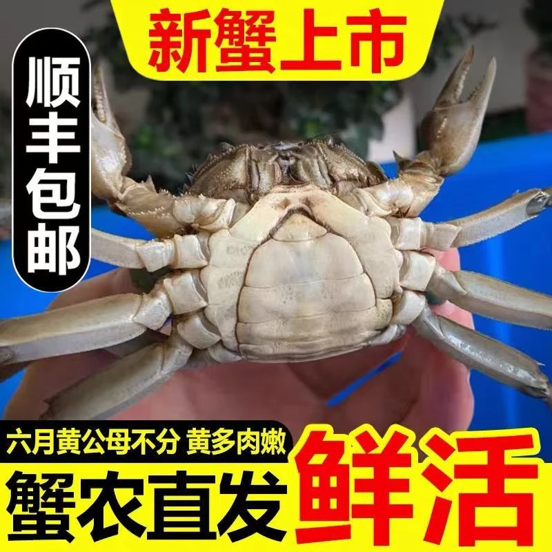 （2.8-3.2两/只）*10只螃蟹1500g顺丰冷链次日达蟹同城配送海鲜