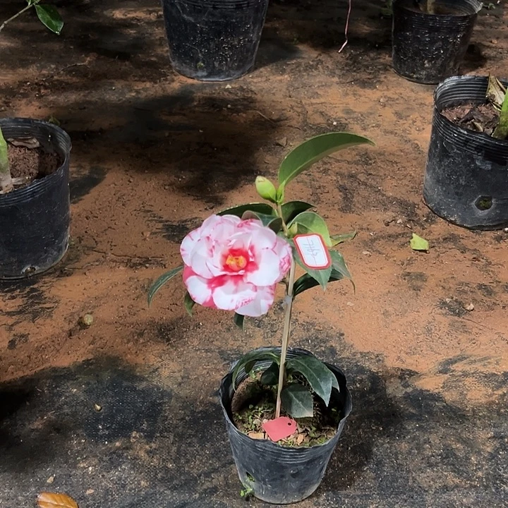 大部分花苞少量开放宝盒