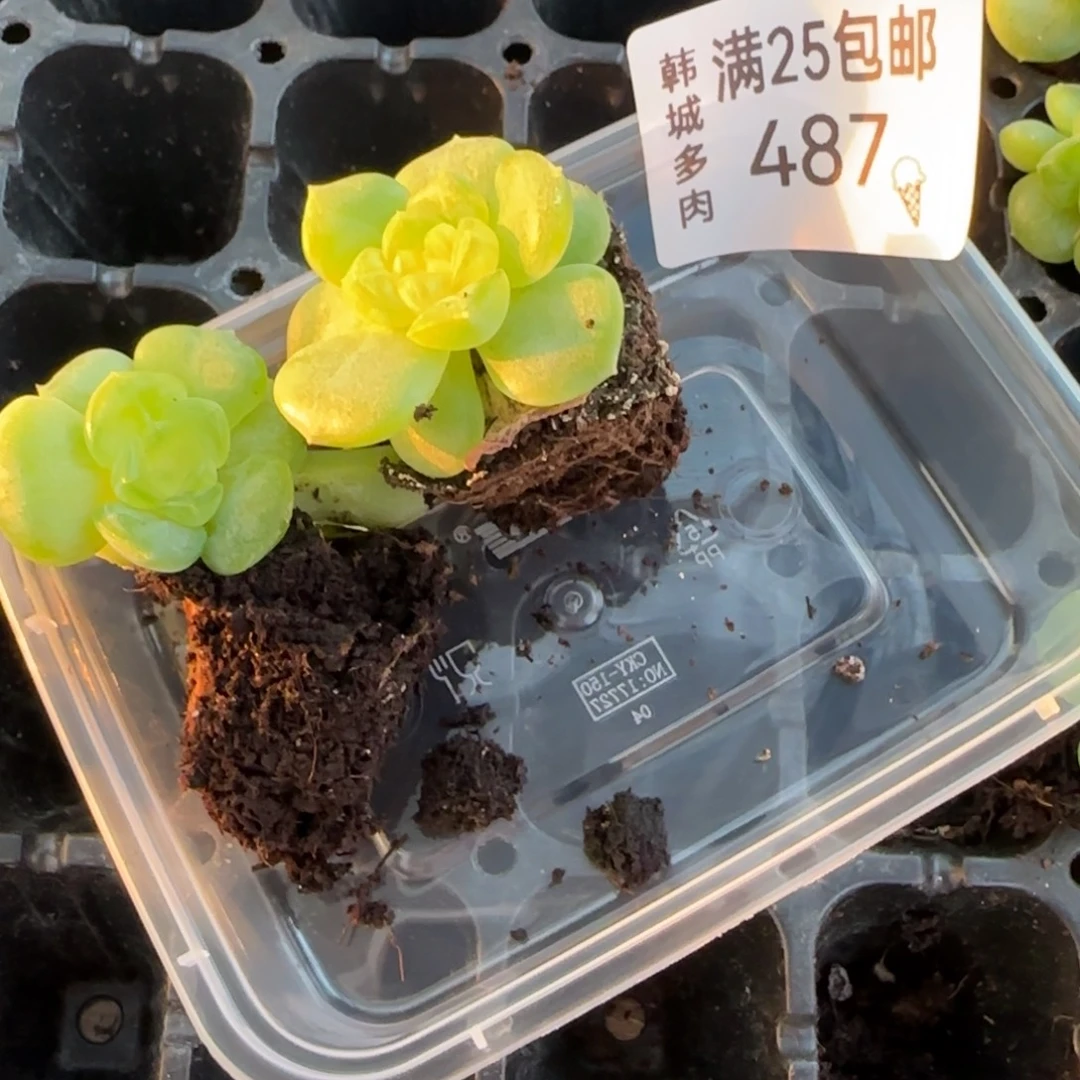 487 谪仙  一物一拍 满20包邮