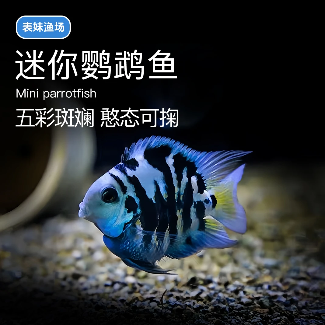 迷你鹦鹉鱼小型小鱼淡水热带观赏鱼苗可爱宝蓝白金种鱼懒人好养