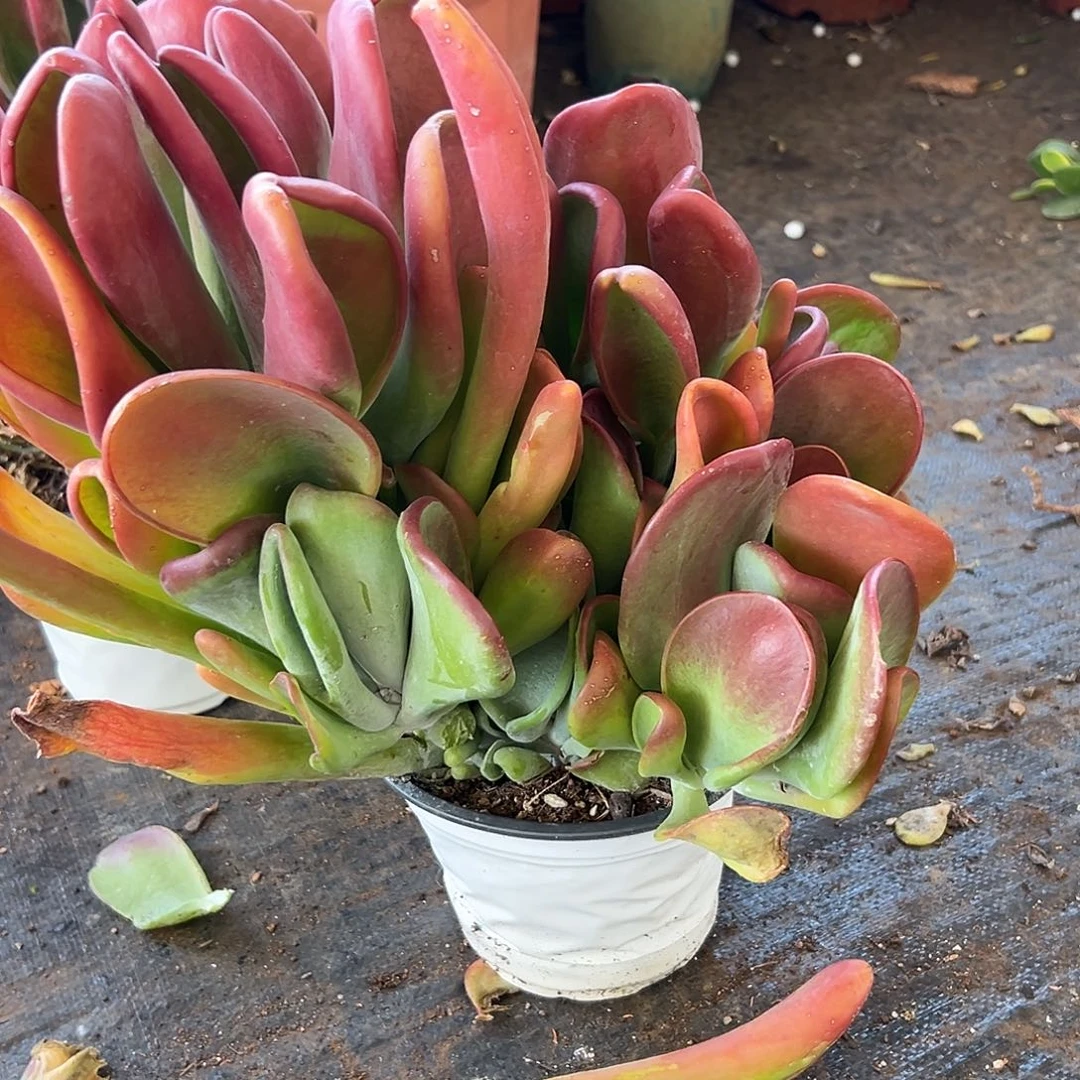 君***兰完全开放火狐狸 一物一拍