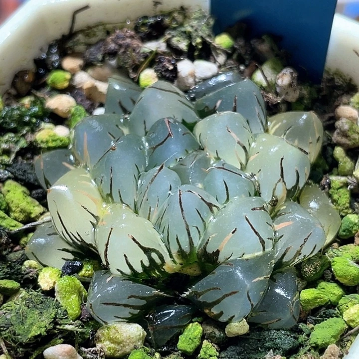 761水中虐锦特选福利