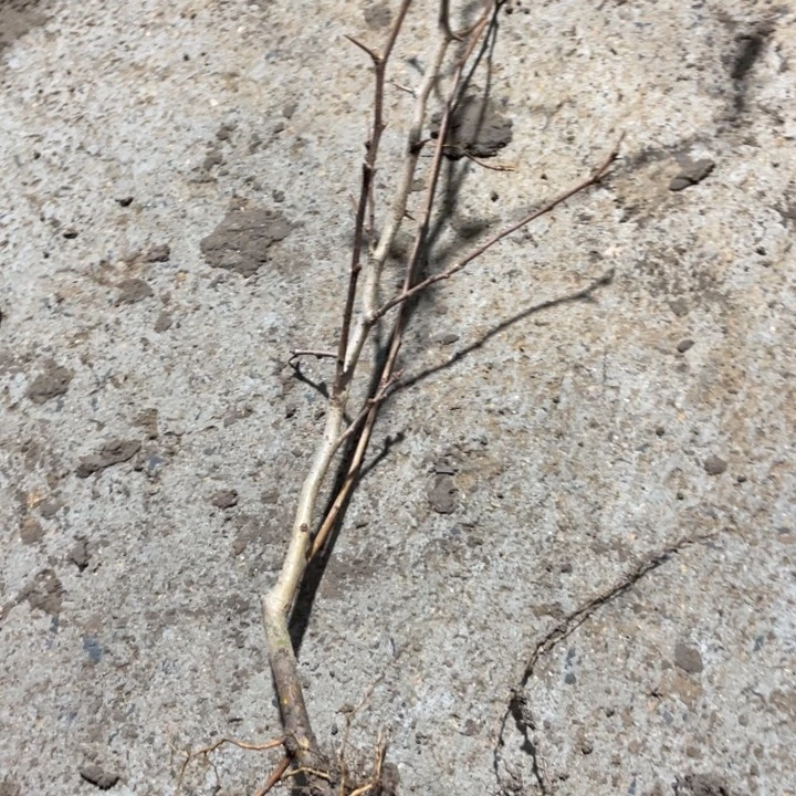 樱小町海棠花一颗苗