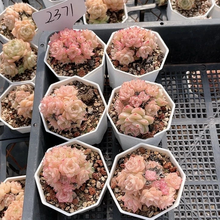 薇薇安园艺多肉2371