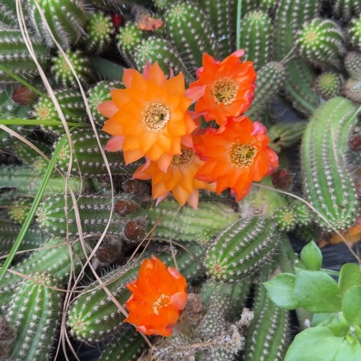 白檀仙人掌422单颗带跟