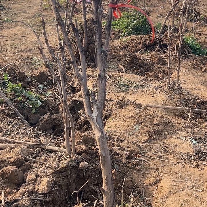 恭***_完全开放花王大颗