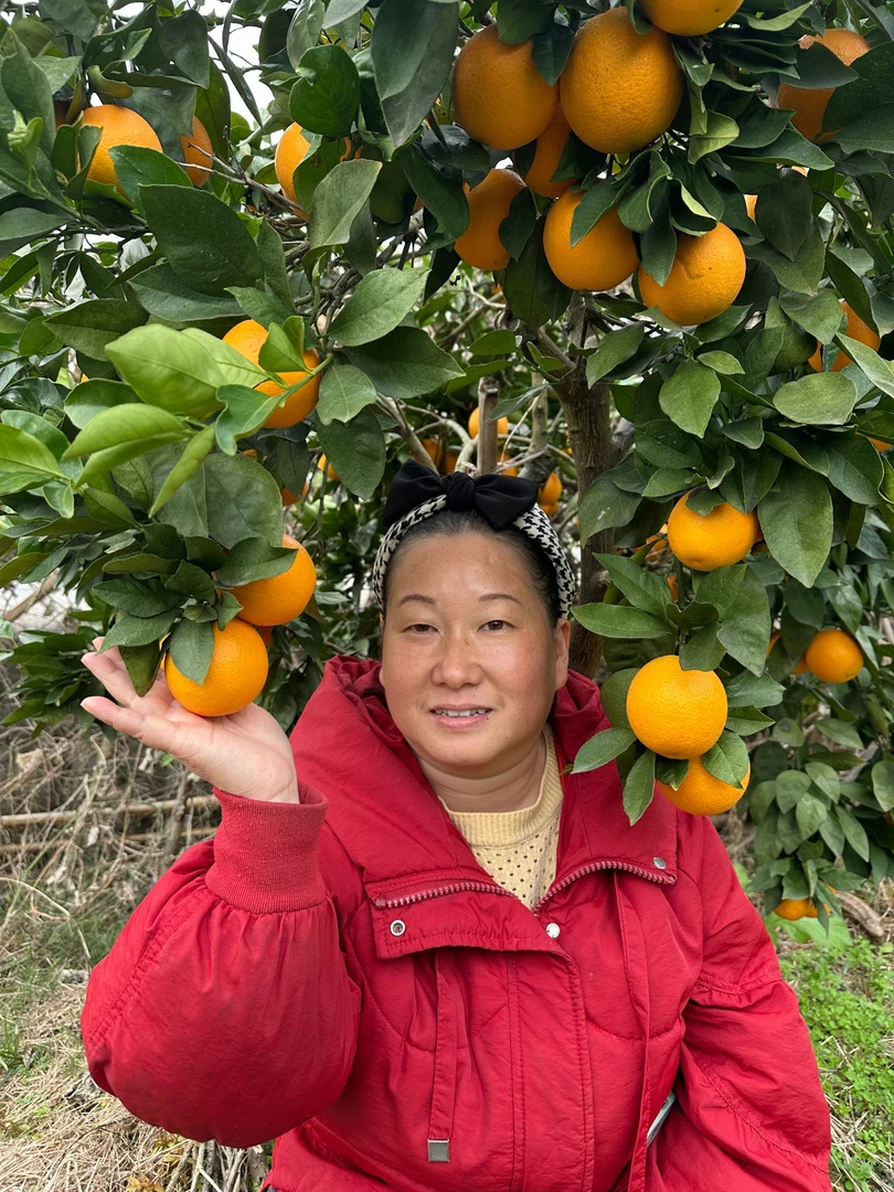 【煎饺妹专属】正宗麻阳锦蜜冰糖橙/现摘现发/纯甜无酸/果园直发