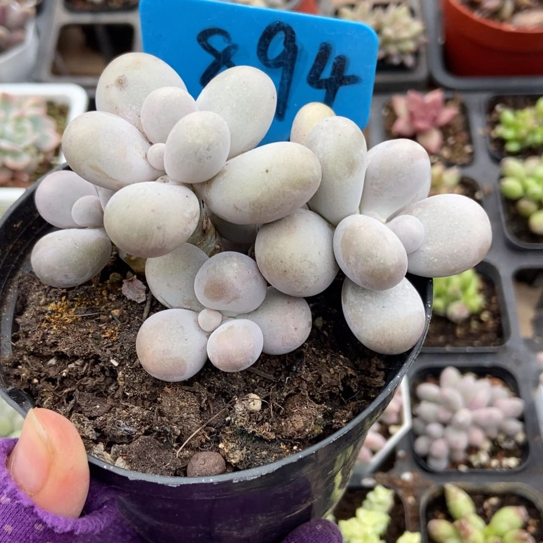 894橙雪球多肉植物多肉