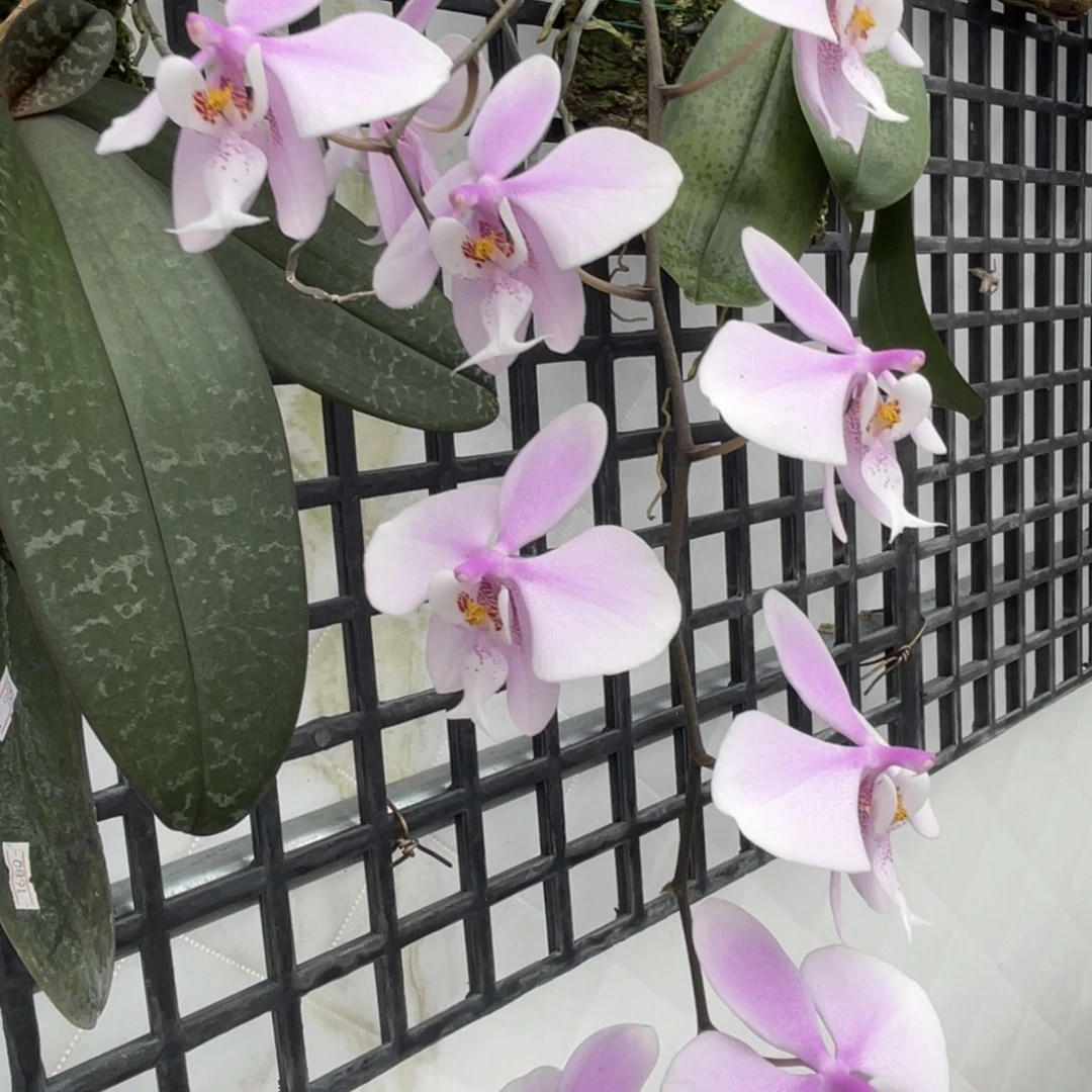 完全开放山菜西-668