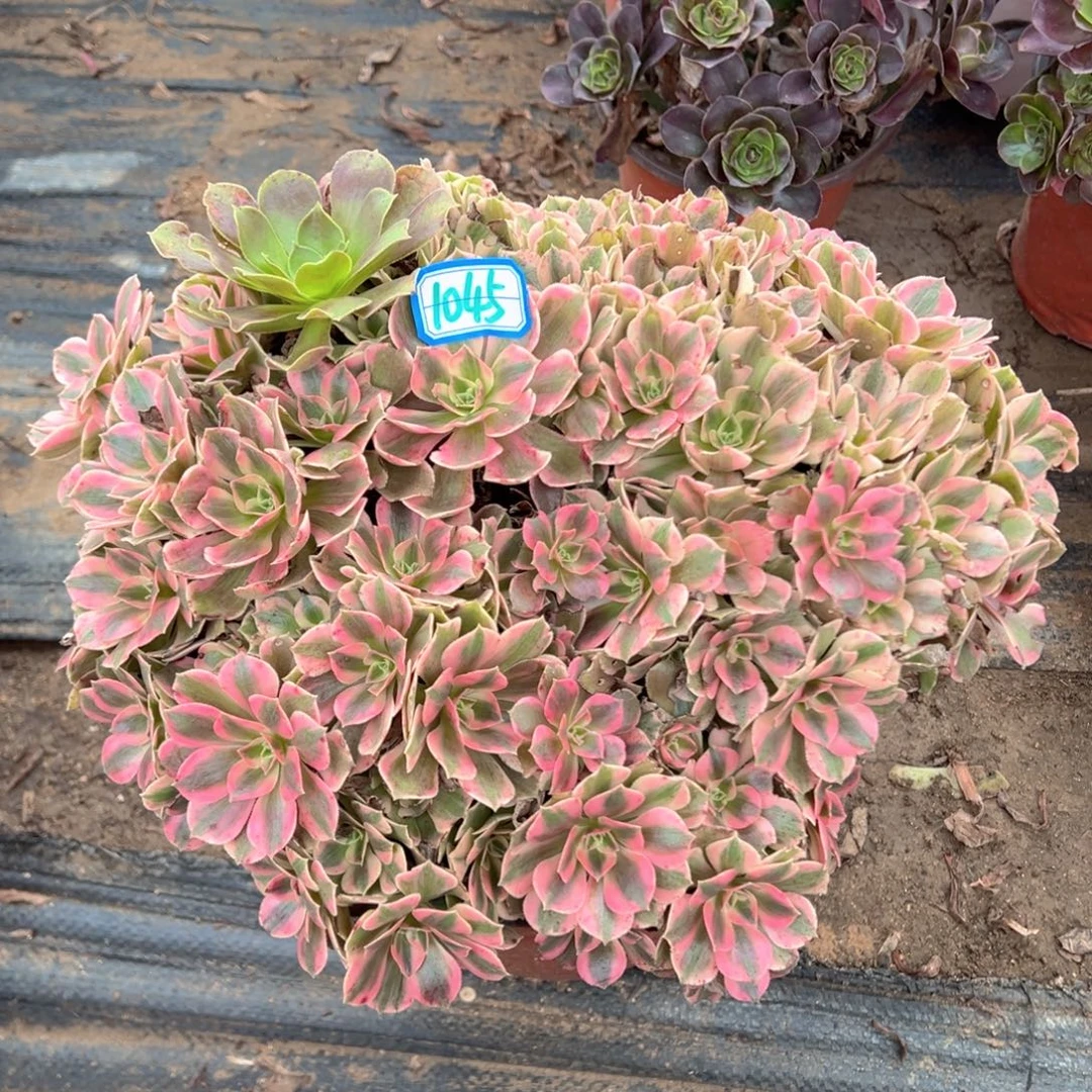 多肉植物女妖朵朵1045