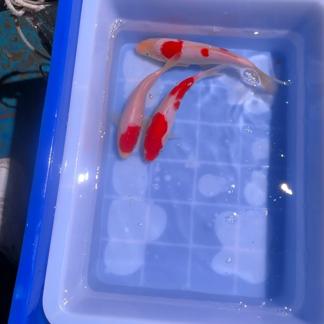 锦鲤精品锦鲤热卖中