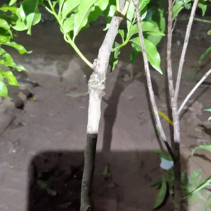 三***金当前无花栽培后可以开花
