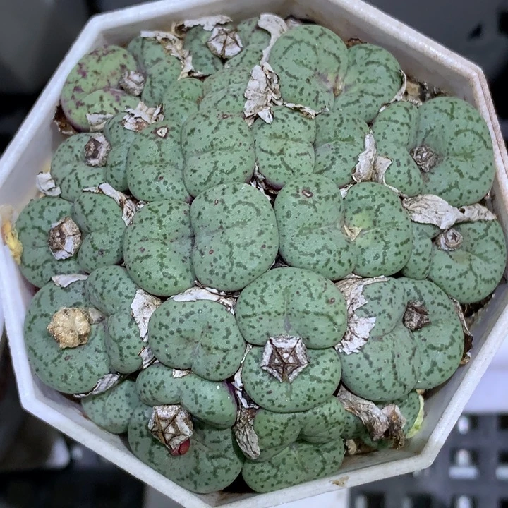 精品多肉植物精品园艺