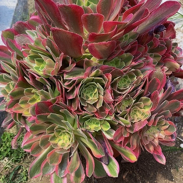 多肉红袖598多肉