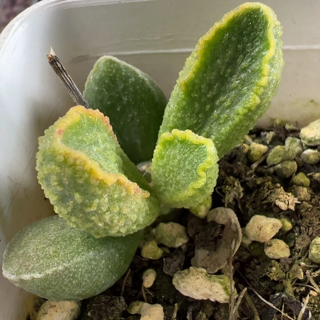 假赤焰单头桩多肉植物水泡