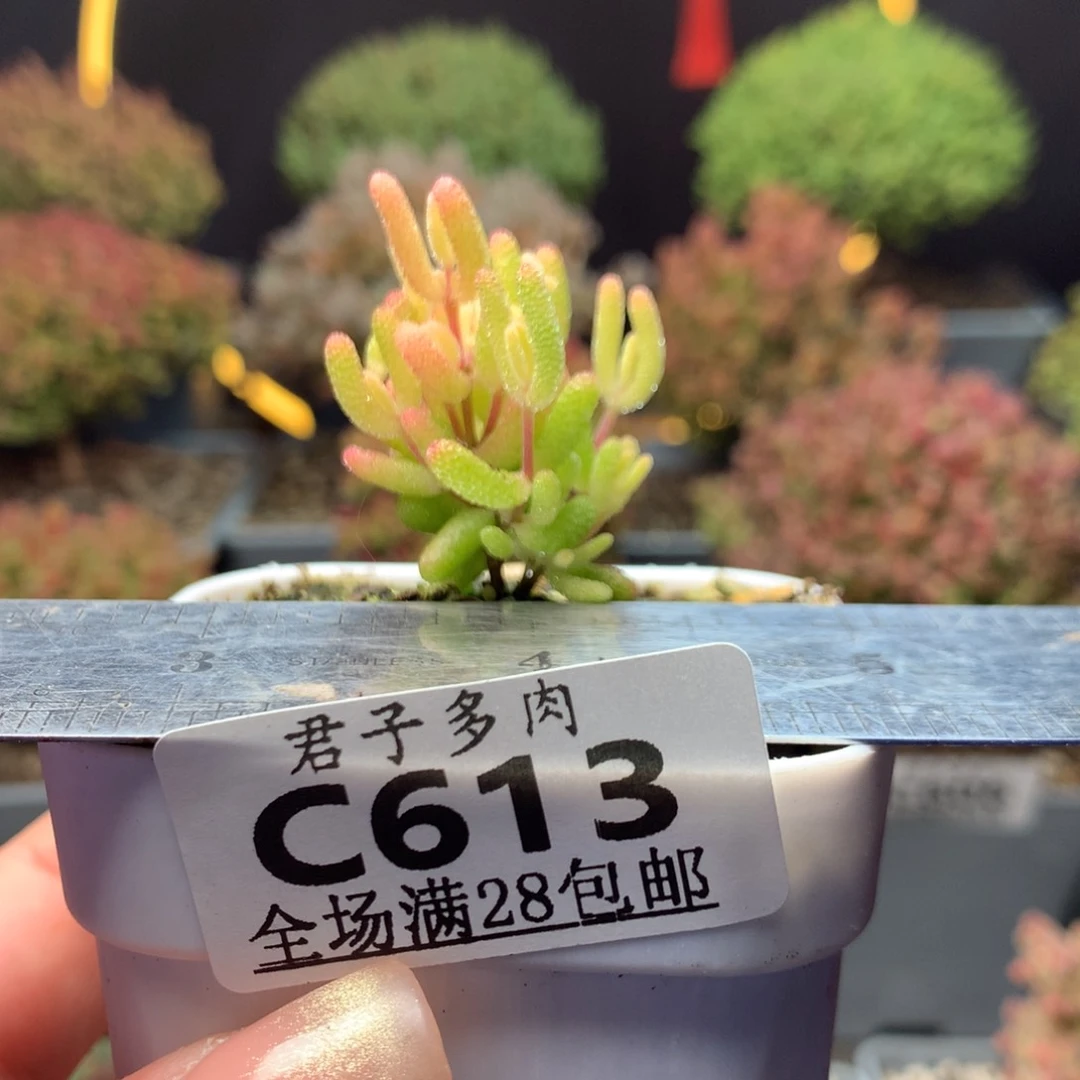 c613糖球粉锦枝干番杏