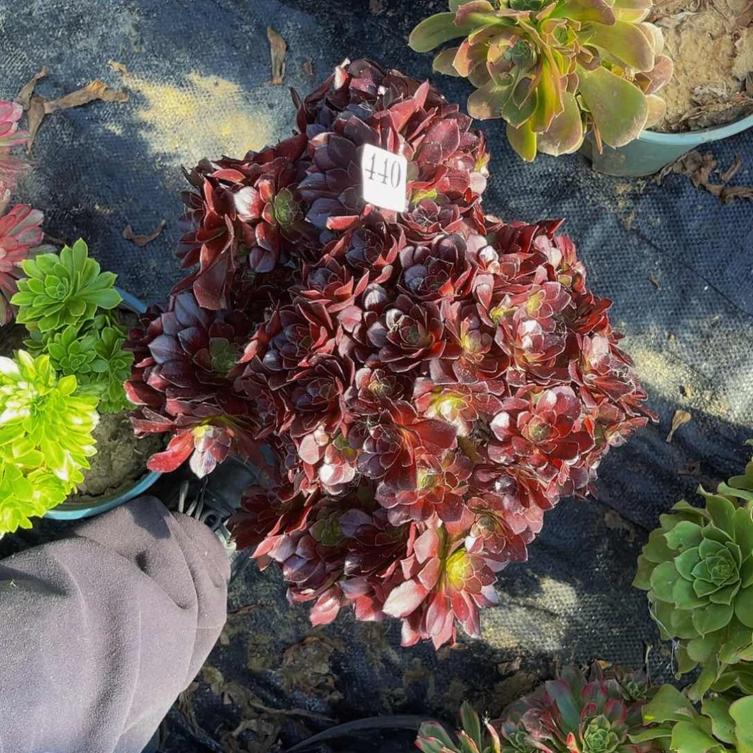 万圣节黑魔法师1-33