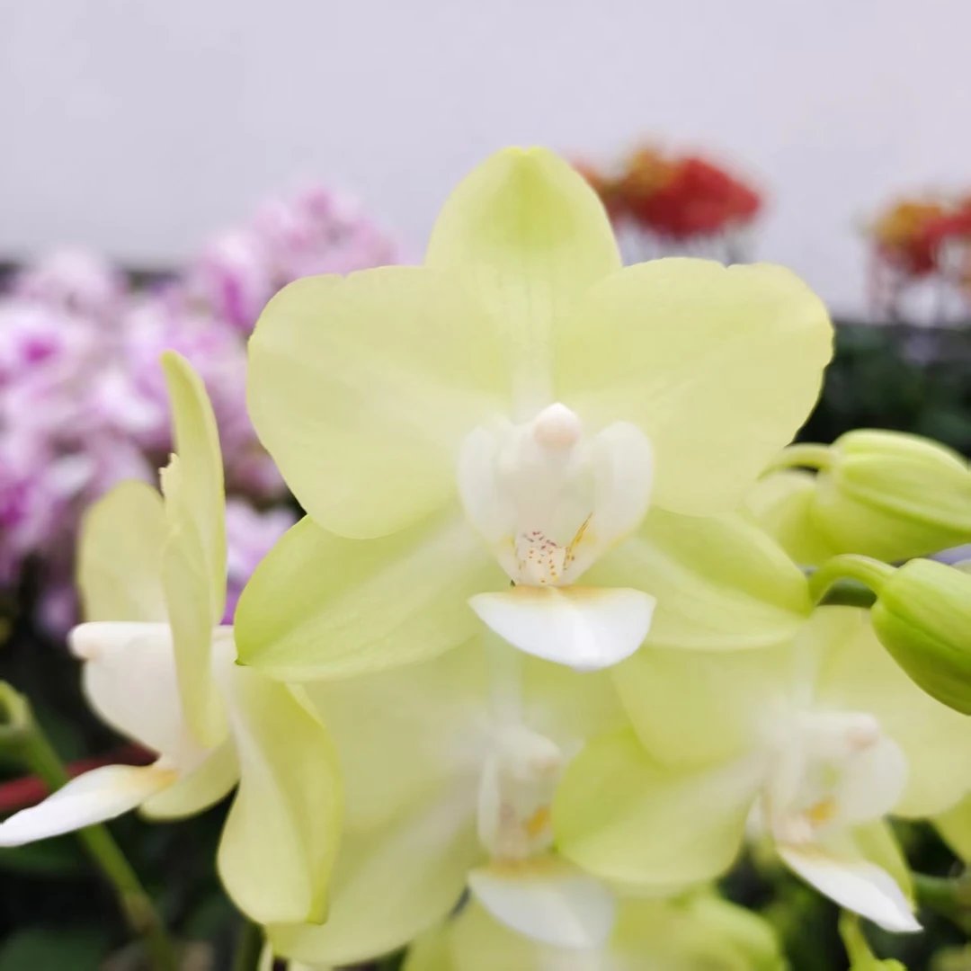 蝴蝶兰【薄荷糖】 小花型 绿色系桌面款  清新淡雅 客厅美观