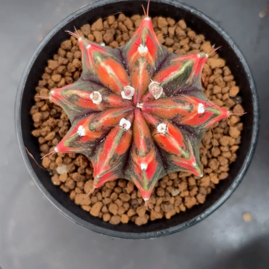 泰系米哈仙人球268