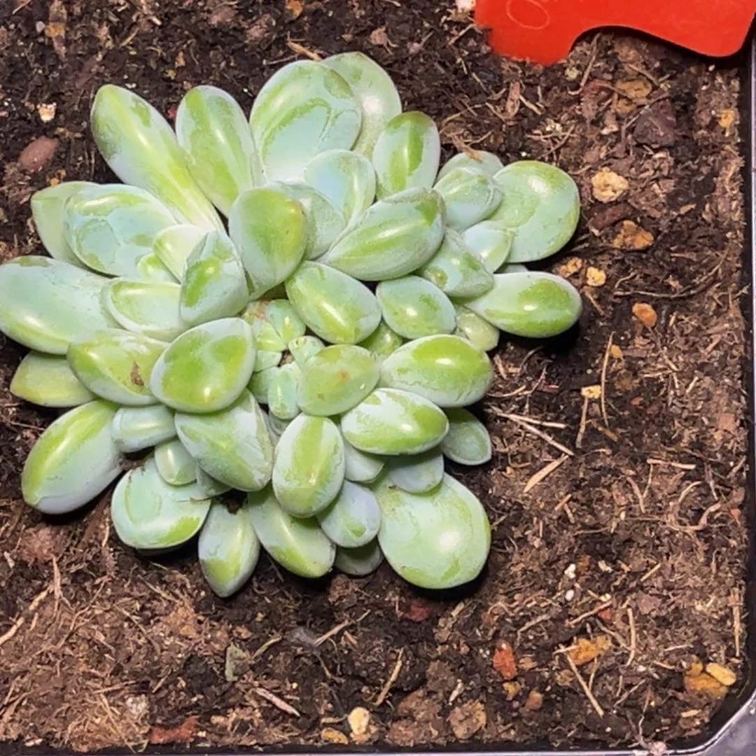 金*2322号晚上多肉植物群生多肉植物