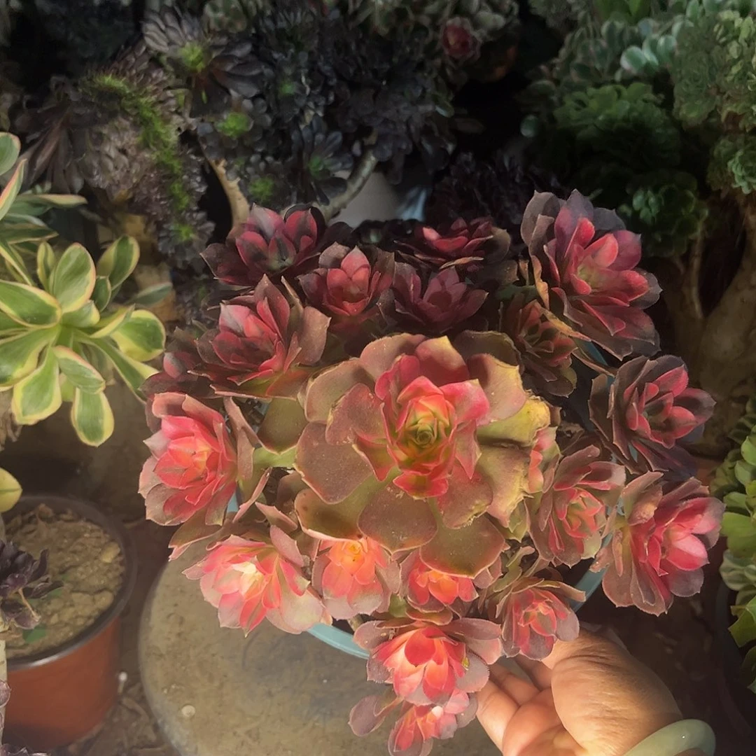 3想飞法师多set植物