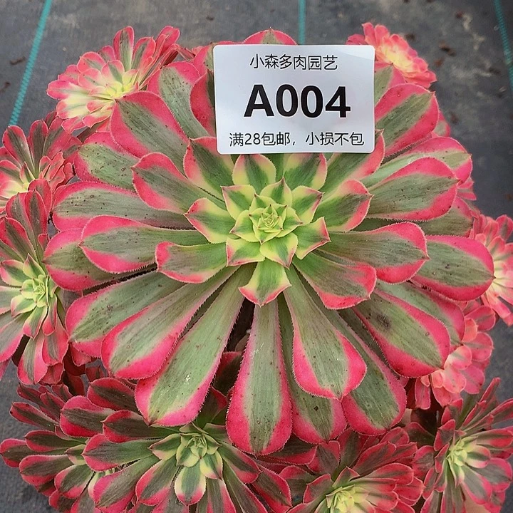 天***2004红彤不包生死
