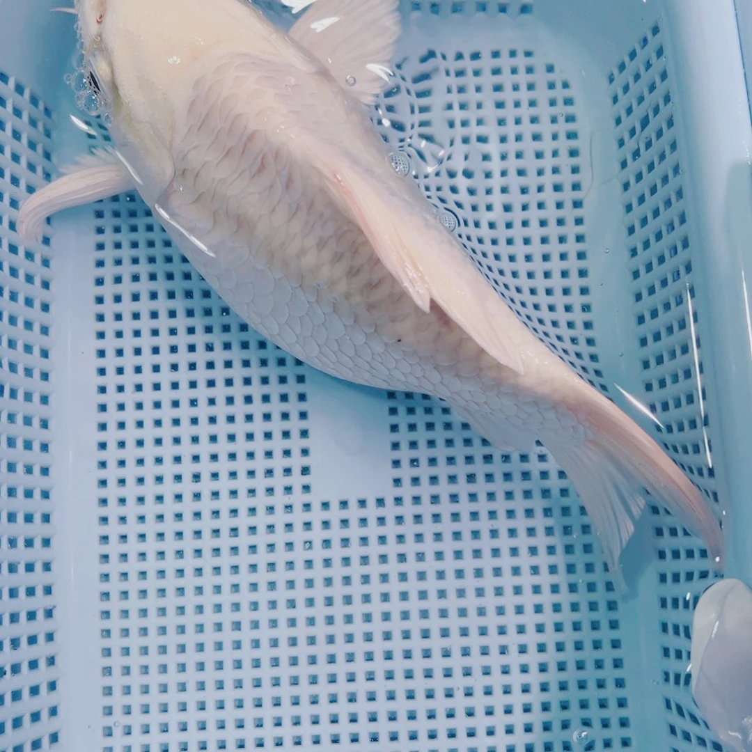 锦鲤锦鲤观赏鱼冷水612