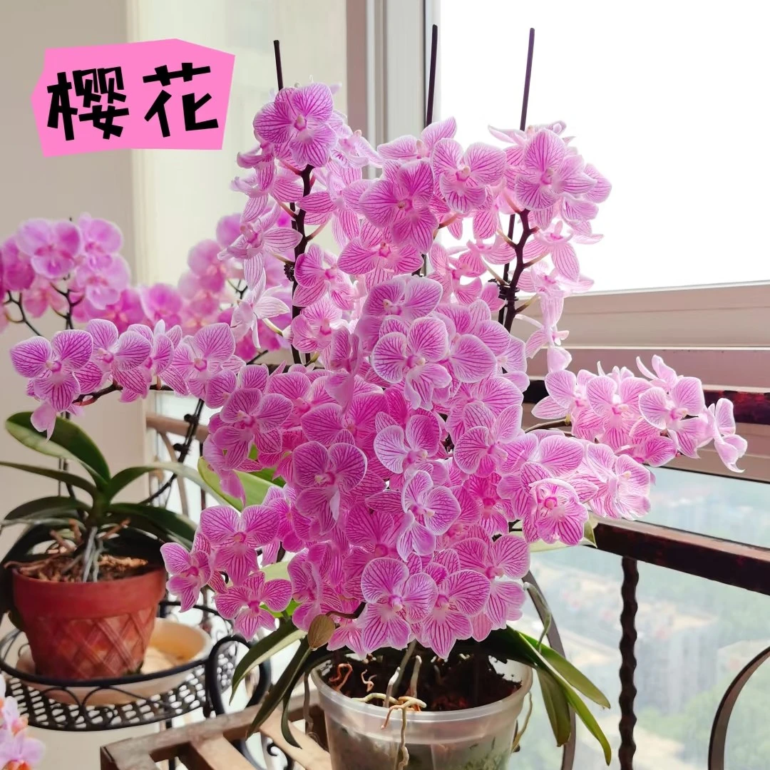 兰语甄选【樱花】3.0寸双剑带花带苞桌面款蝴蝶兰