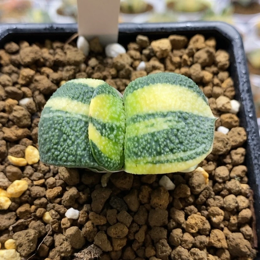 【闪购商品】78卧牛锦
