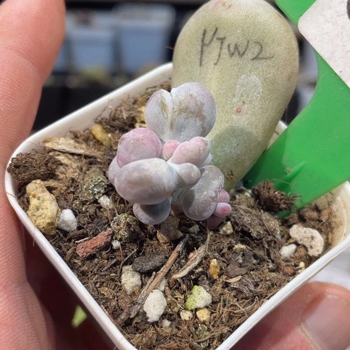 油煎丸子叶插625号的多肉的啊